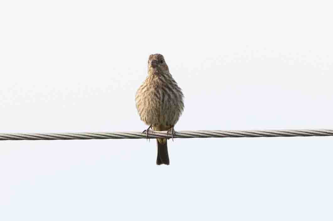 House Finch - ML620646549