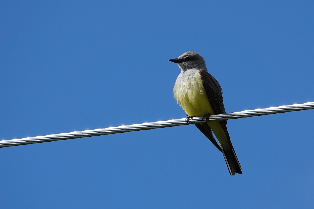 Western Kingbird - ML620646555