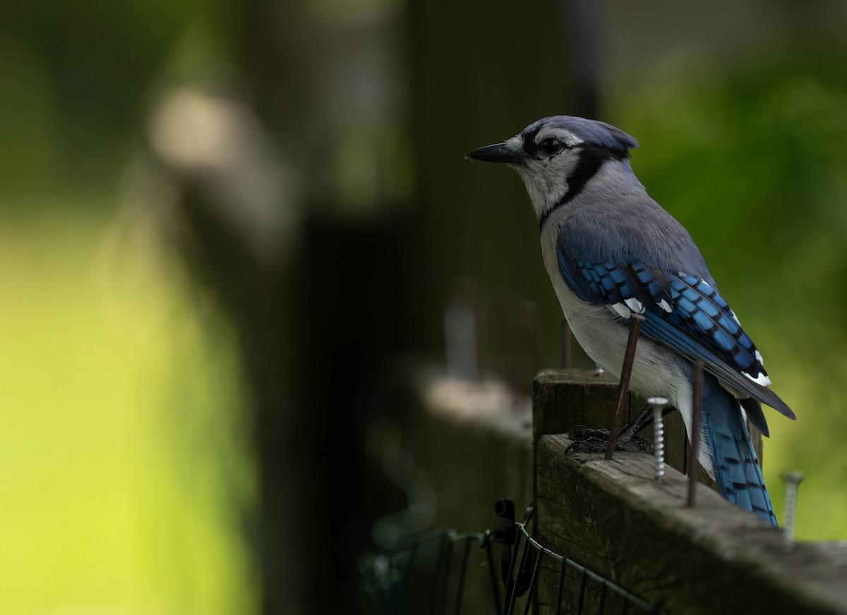 Blue Jay - ML620646559