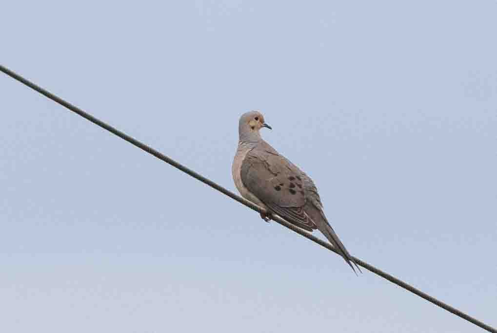 Mourning Dove - ML620646564