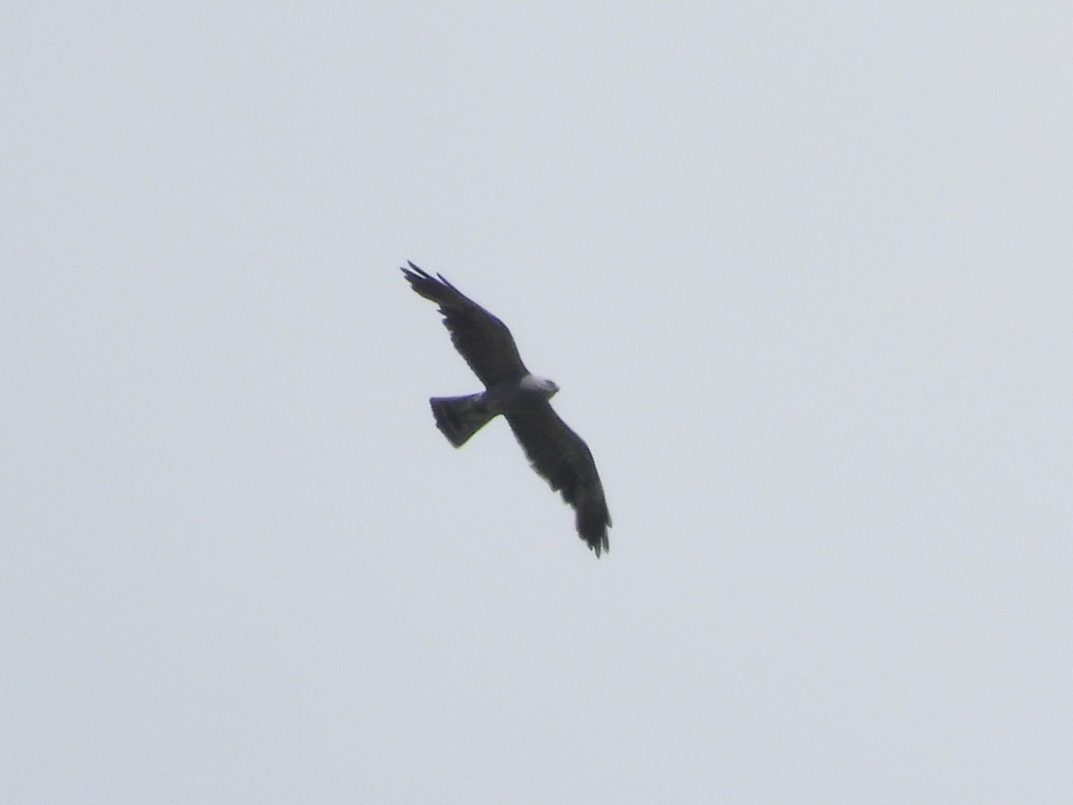 Mississippi Kite - ML620646572