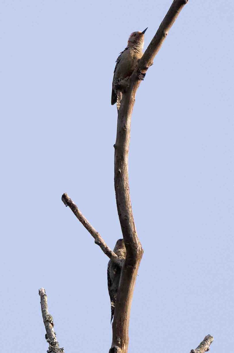 Red-bellied Woodpecker - ML620646573