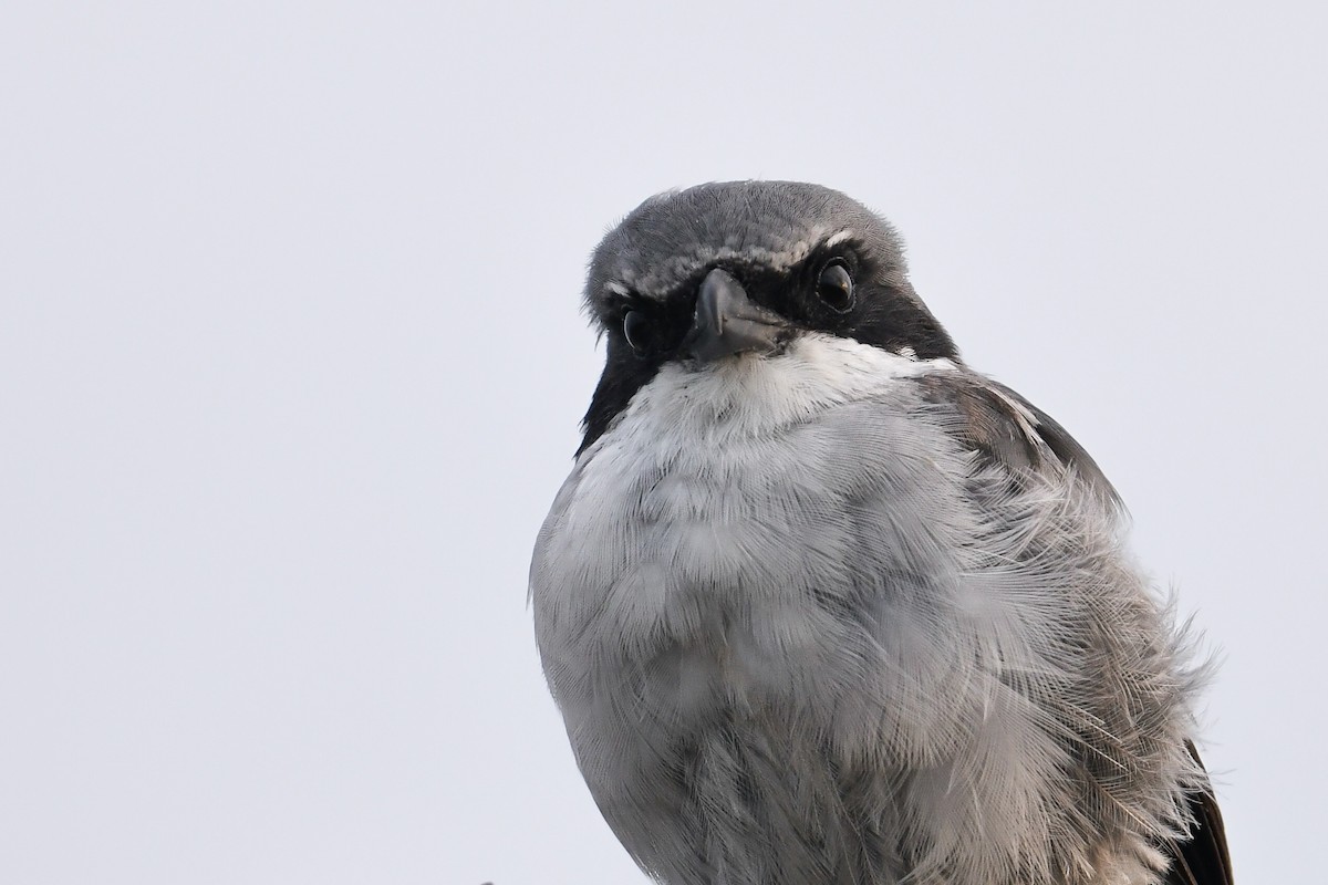 Loggerhead Shrike - ML620646574