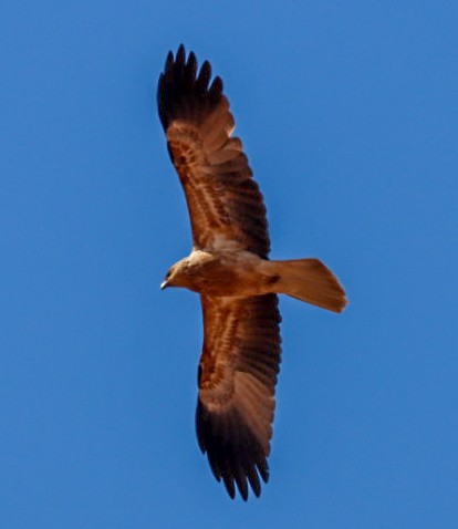 Whistling Kite - ML620646577