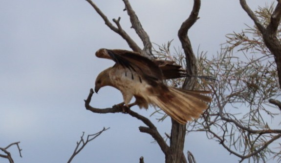 Whistling Kite - ML620646578