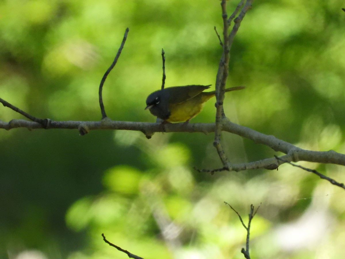 MacGillivray's Warbler - Quentin Reiser