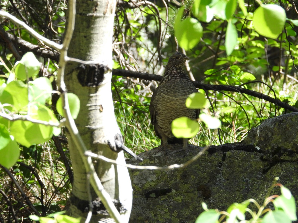 Ruffed Grouse - ML620646581