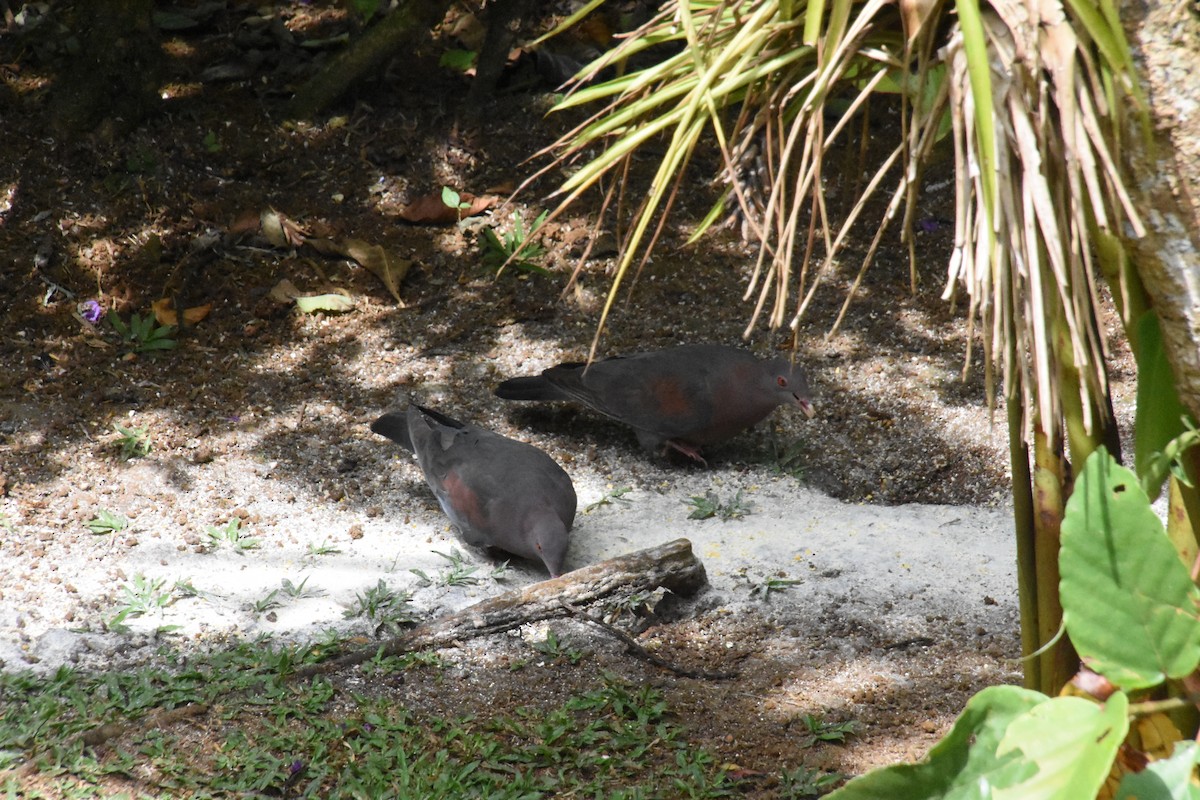 Red-billed Pigeon - ML620646585