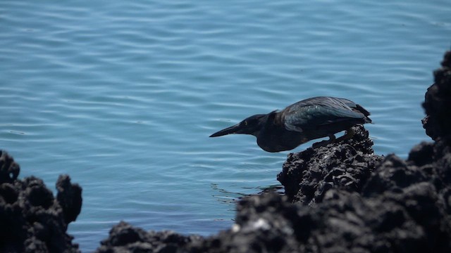 Striated Heron (Galapagos) - ML620646587