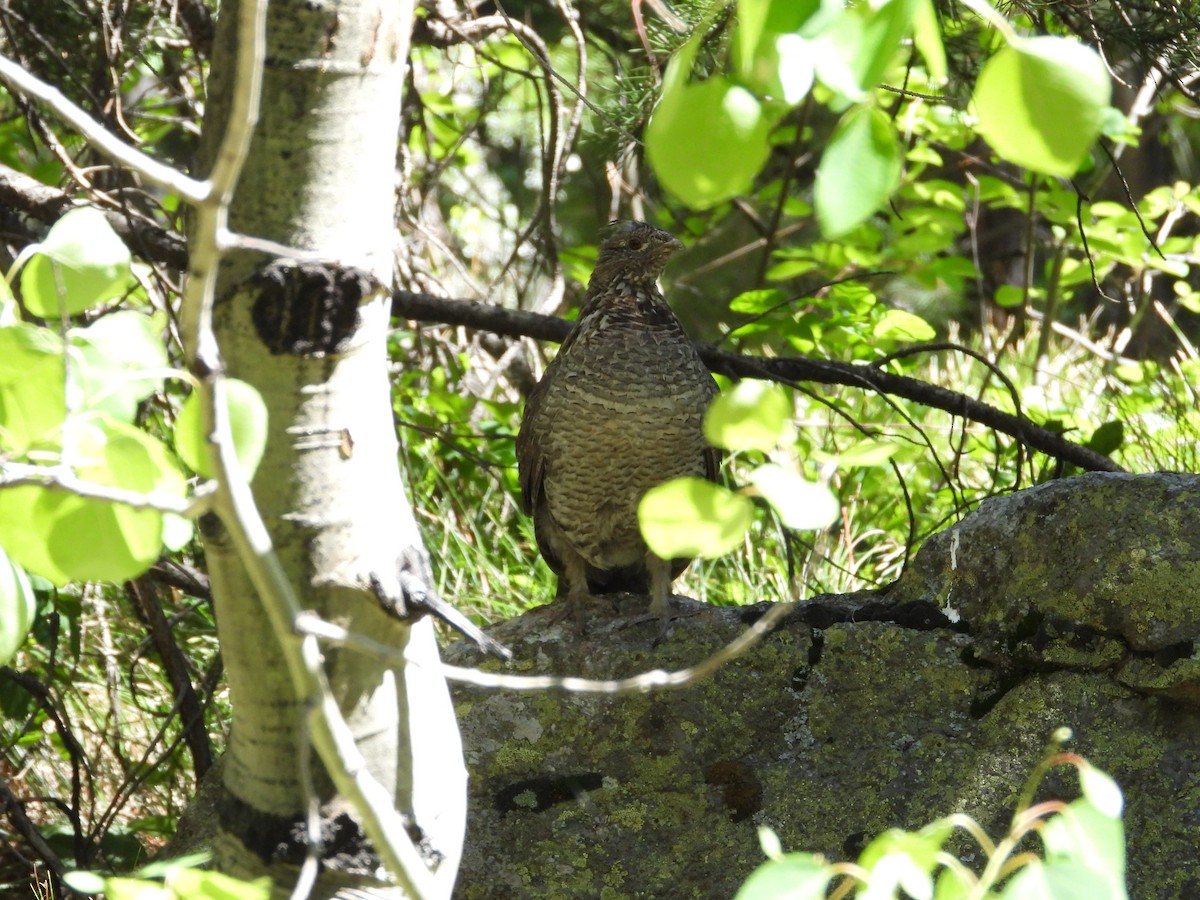 Ruffed Grouse - ML620646588