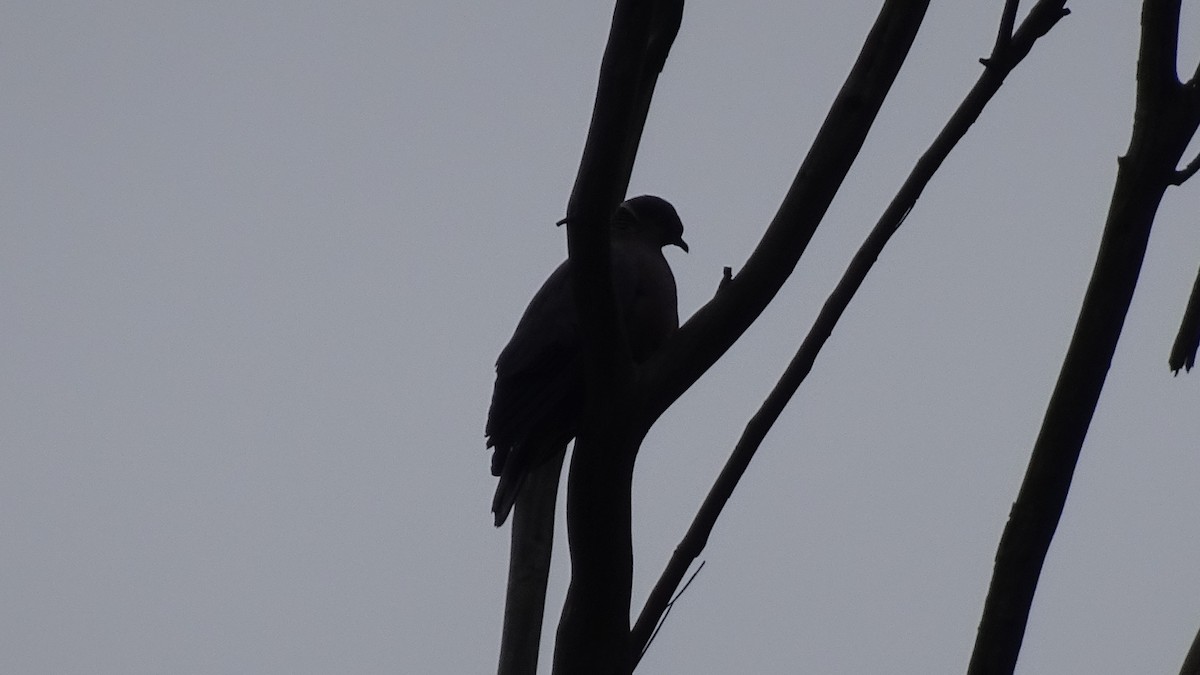 Chilean Pigeon - ML620646590