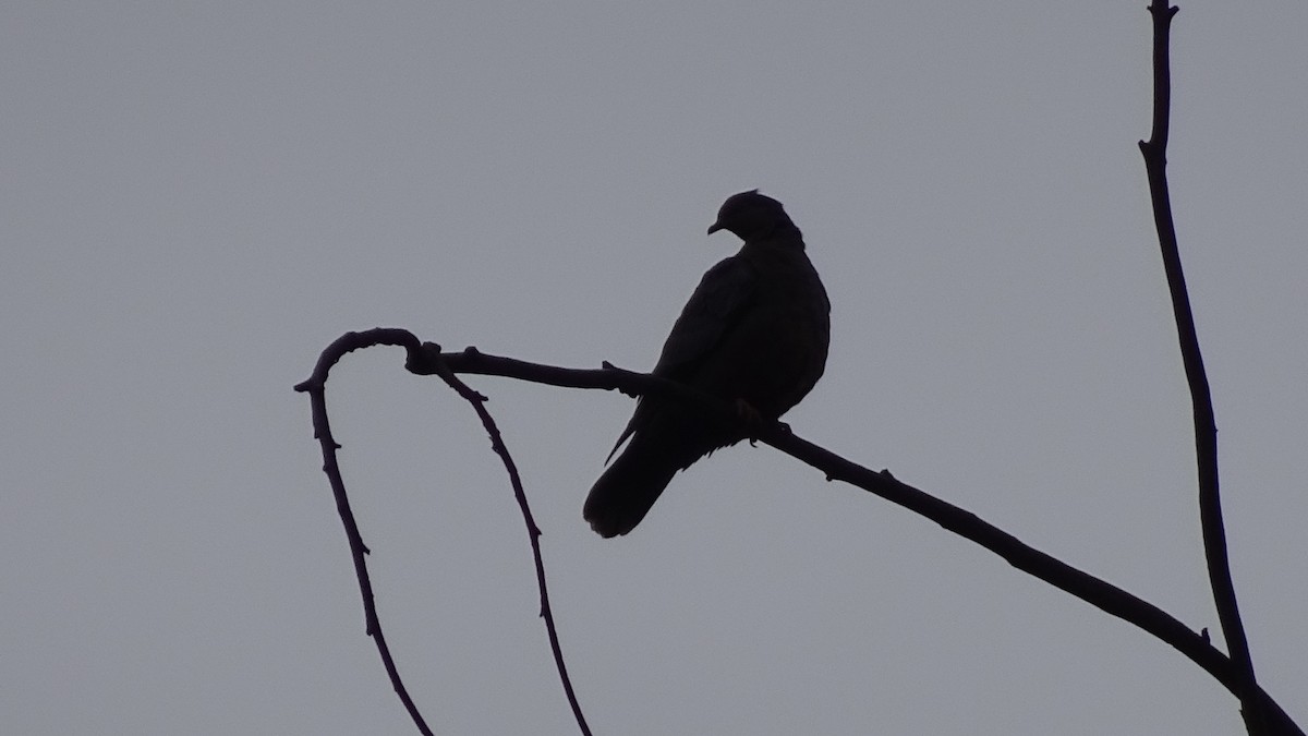 Chilean Pigeon - ML620646591