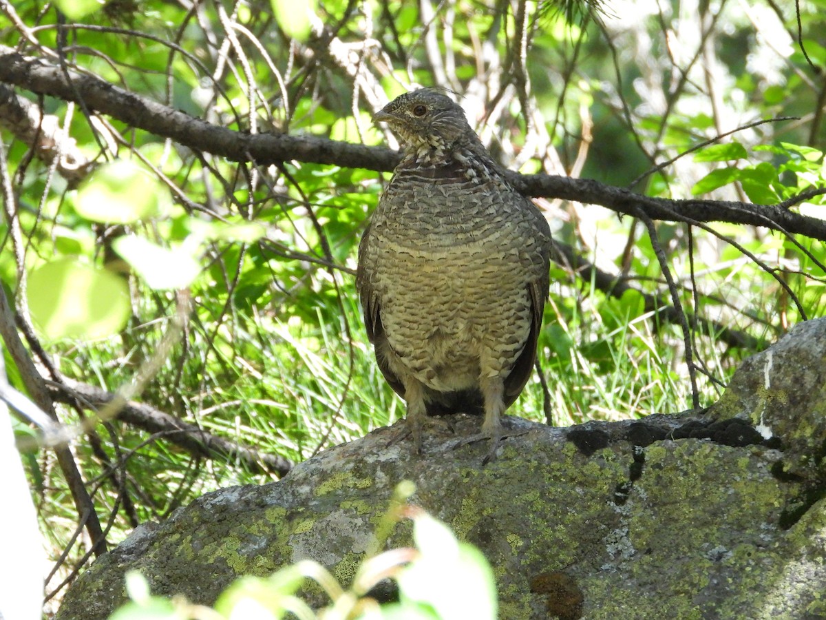 Ruffed Grouse - ML620646593