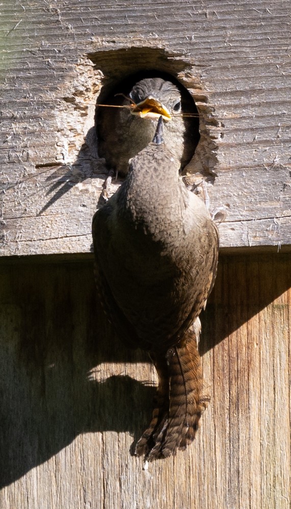 House Wren - ML620646597