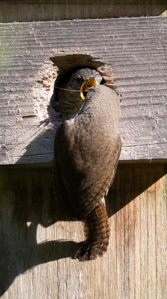 House Wren - ML620646598