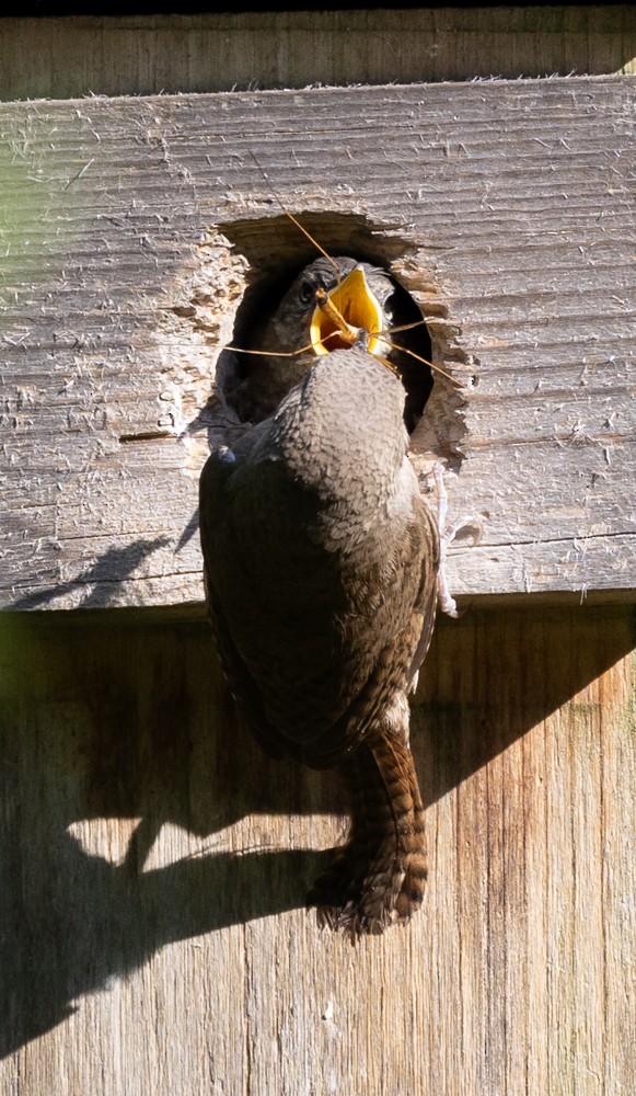 House Wren - ML620646599