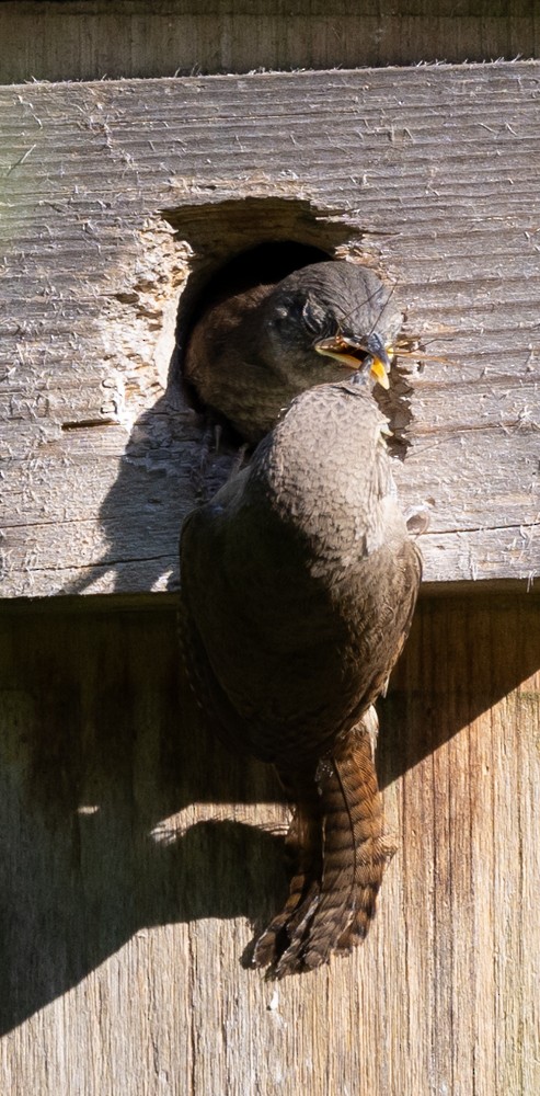 House Wren - ML620646600