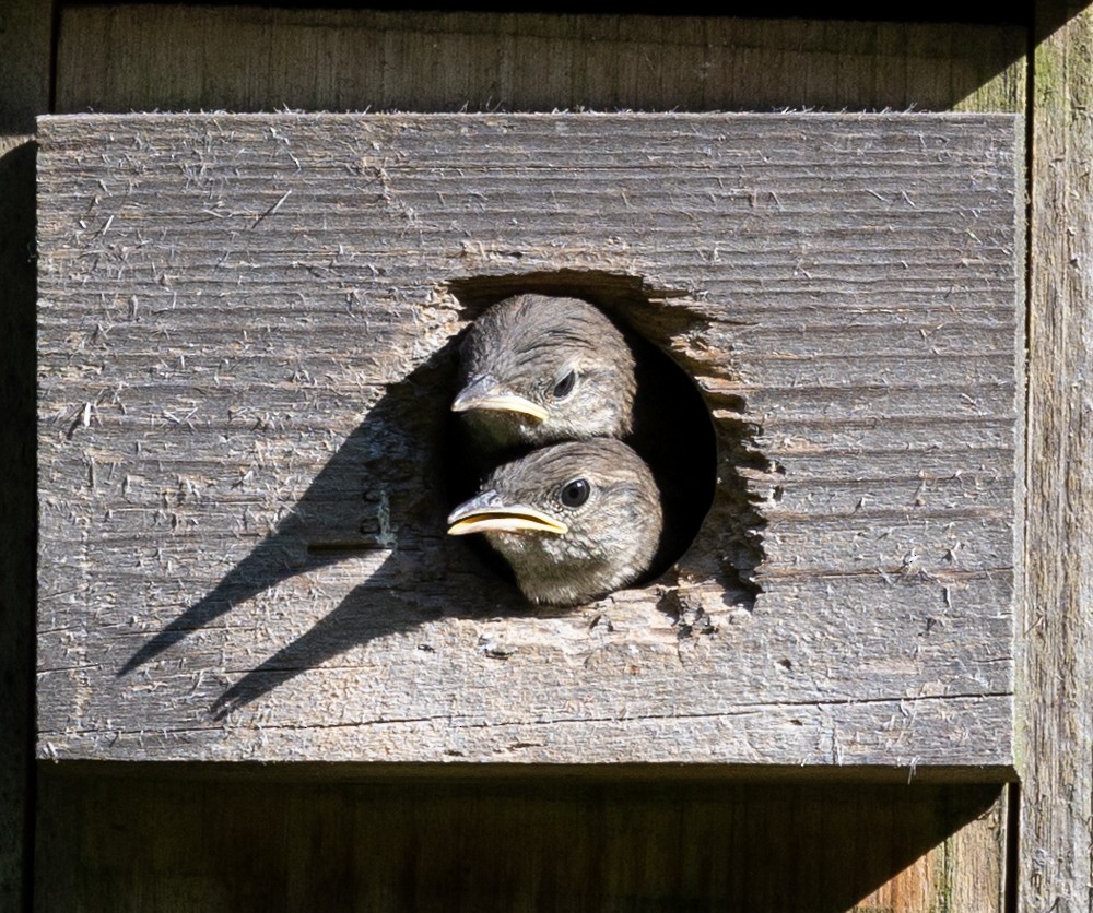 House Wren - ML620646601