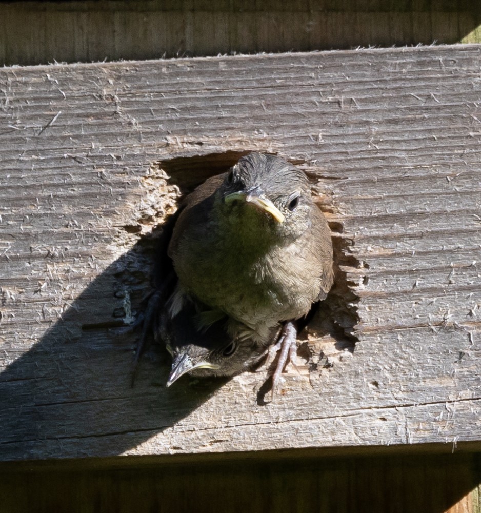 House Wren - ML620646602