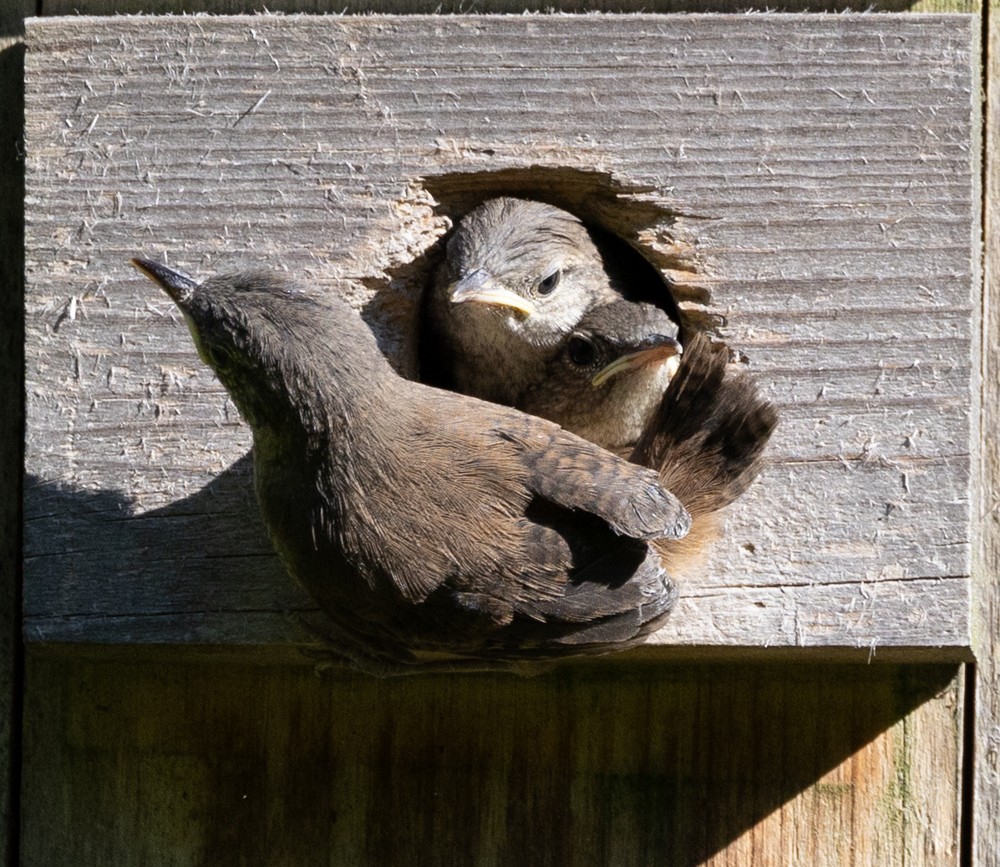 House Wren - ML620646603