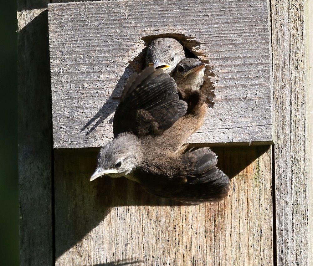 House Wren - ML620646604