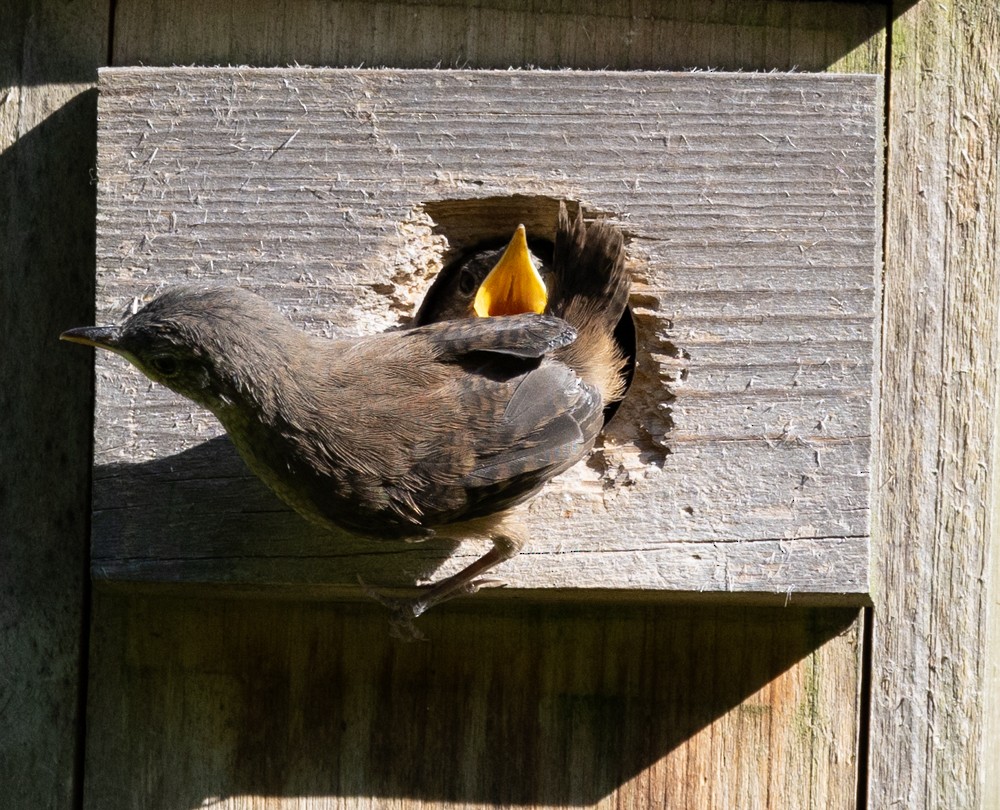 House Wren - ML620646605