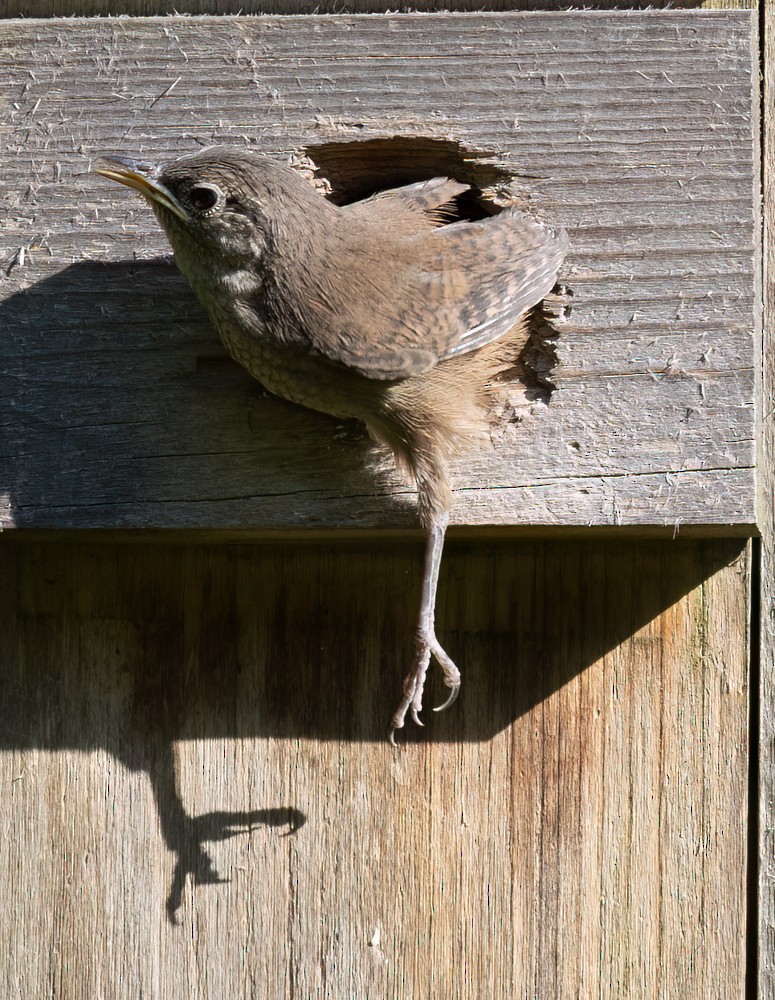 House Wren - ML620646606