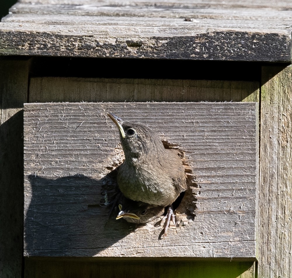 House Wren - ML620646607