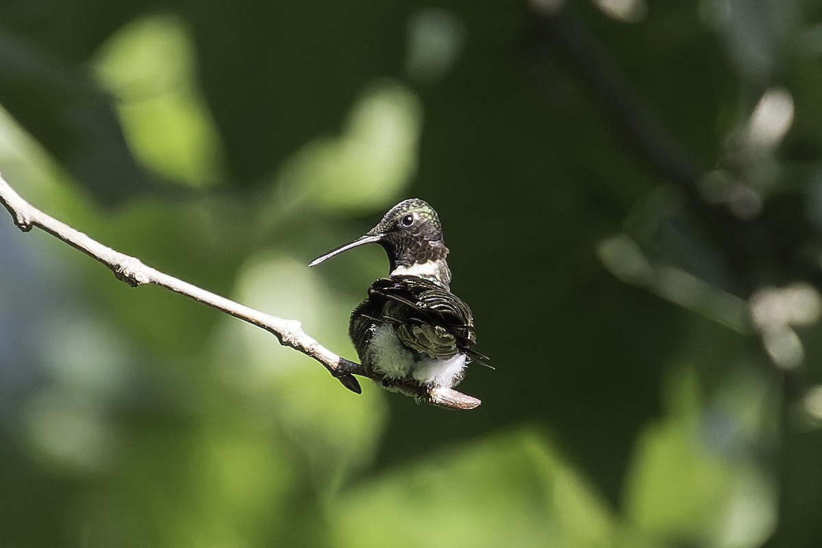 Colibrí Gorjirrubí - ML620646608