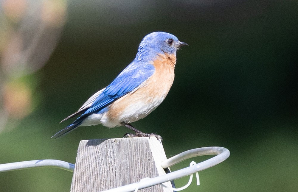 Eastern Bluebird - ML620646609