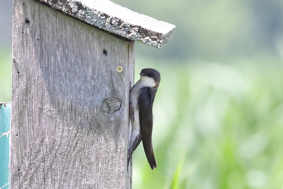 Tree Swallow - ML620646613