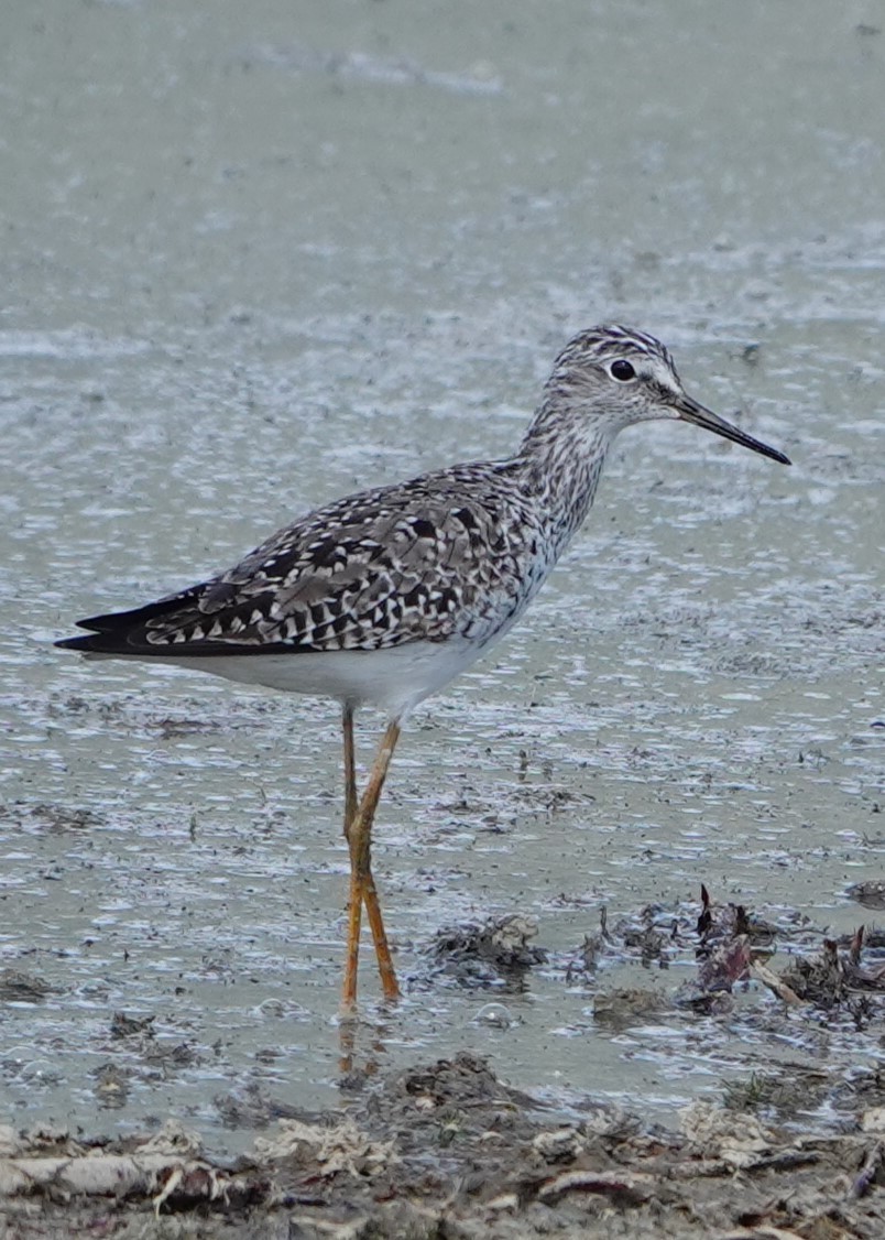 Lesser Yellowlegs - Jo Ellen Floer