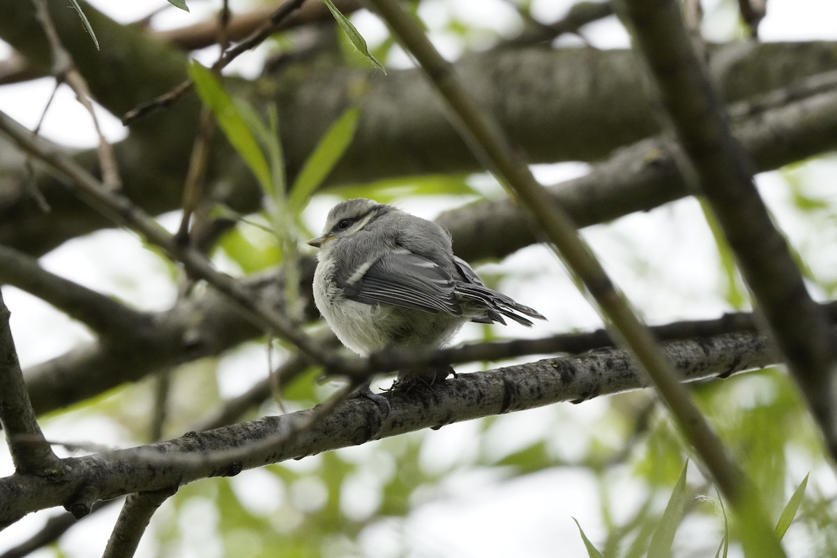 Long-tailed Tit - ML620646618