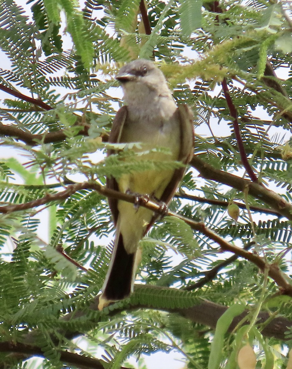 Western Kingbird - ML620646620