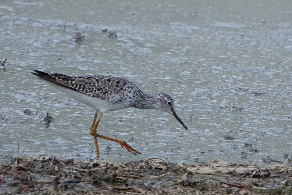 Lesser Yellowlegs - ML620646621