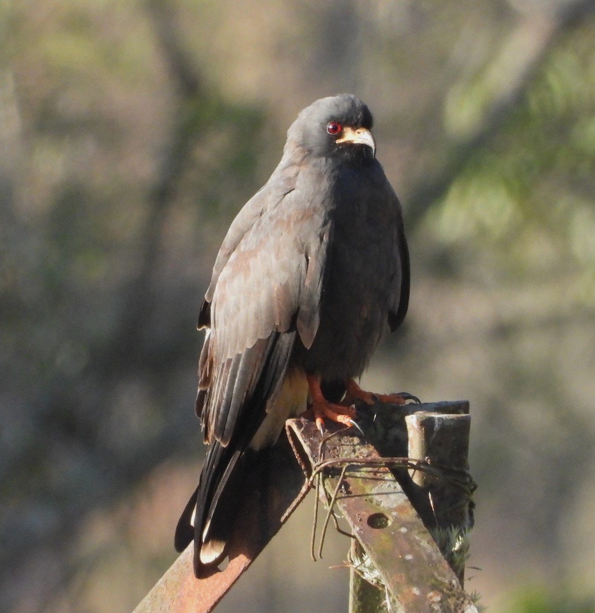 Schneckenbussard - ML620646622