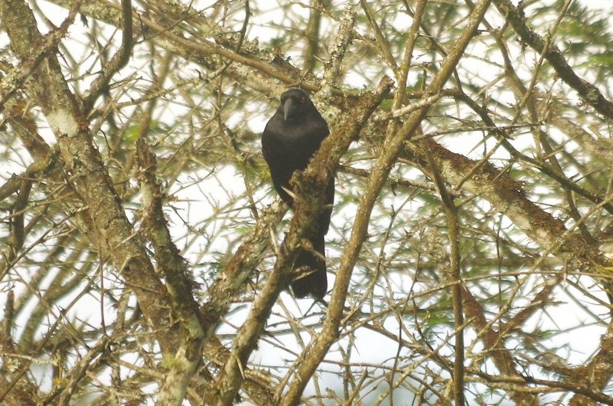 Giant Cowbird - Claudio  Crespo