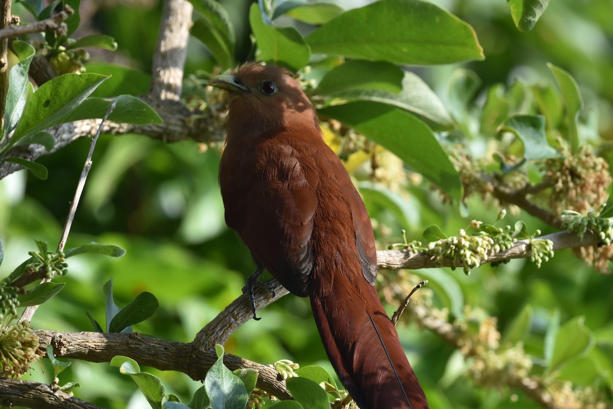 Squirrel Cuckoo - ML620646629