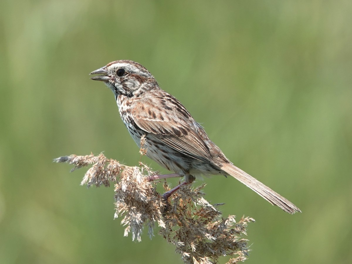 Song Sparrow - Barry Reed