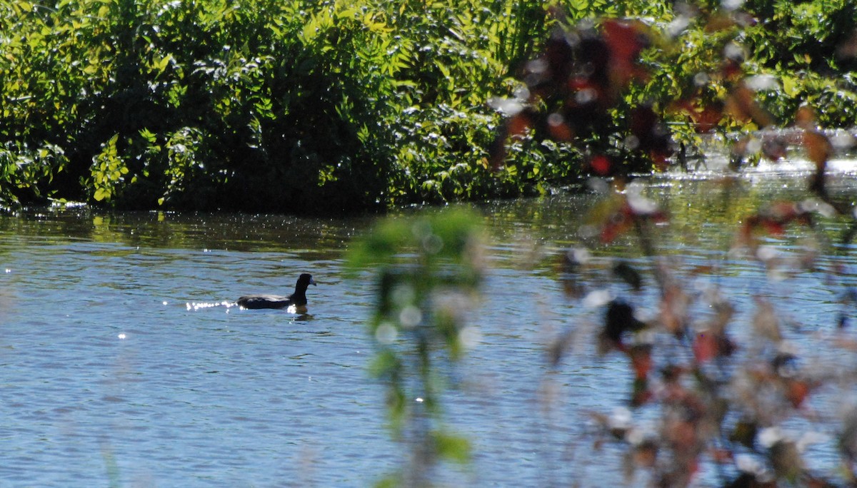 American Coot - ML620646637