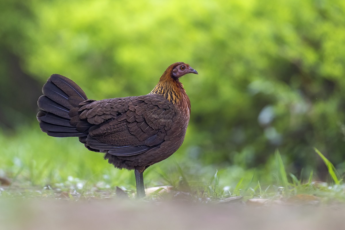 Red Junglefowl - ML620646642