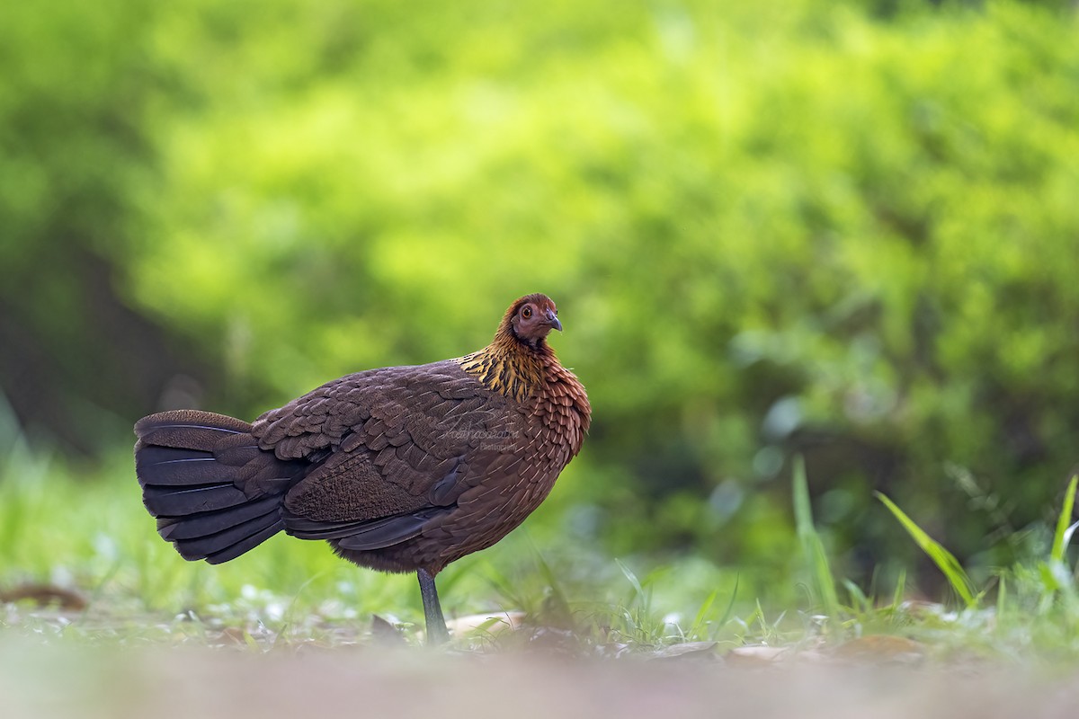 Red Junglefowl - ML620646643