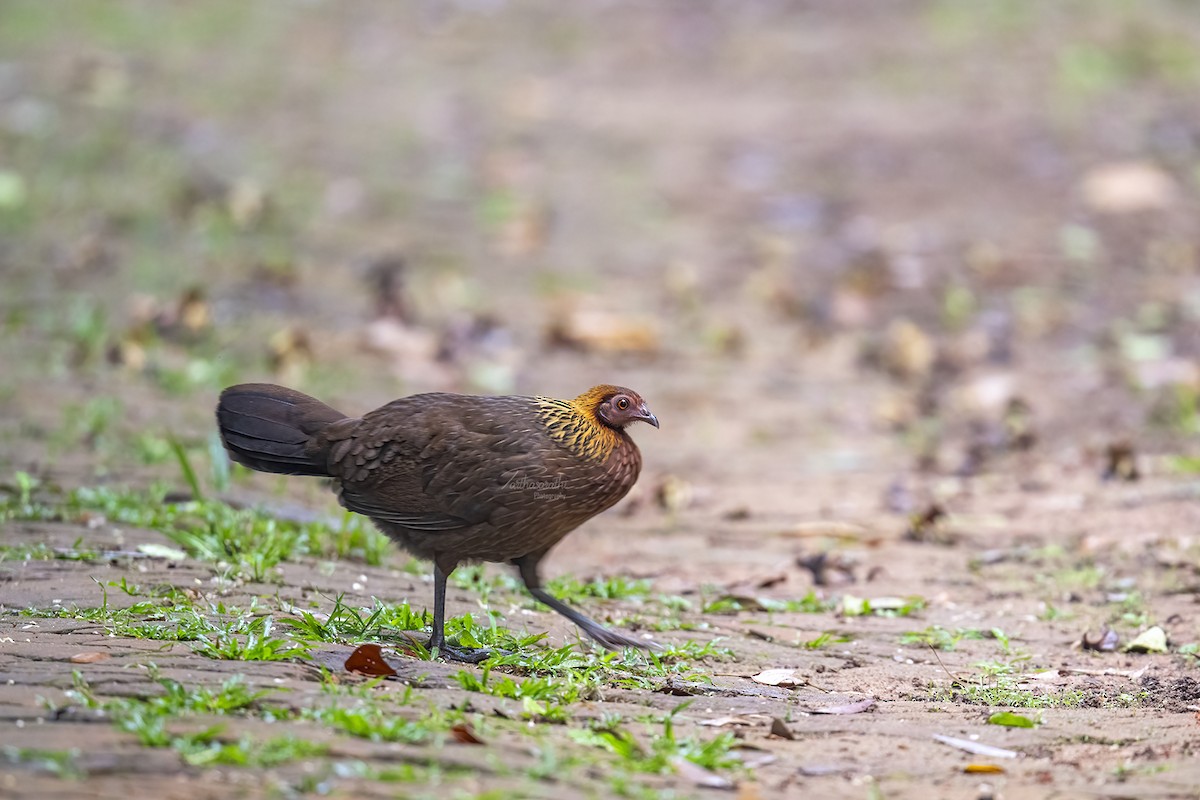 Red Junglefowl - ML620646644