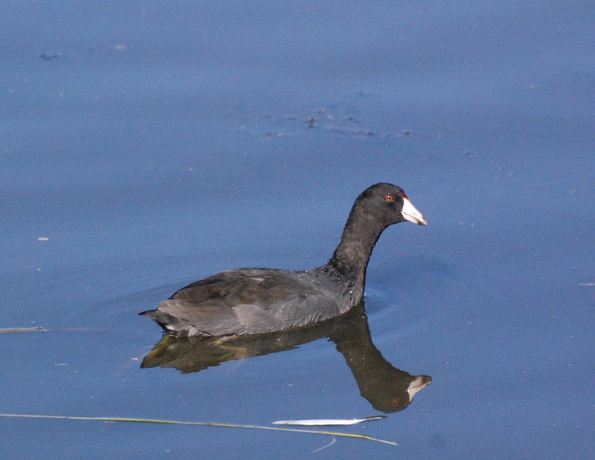 American Coot - ML620646645