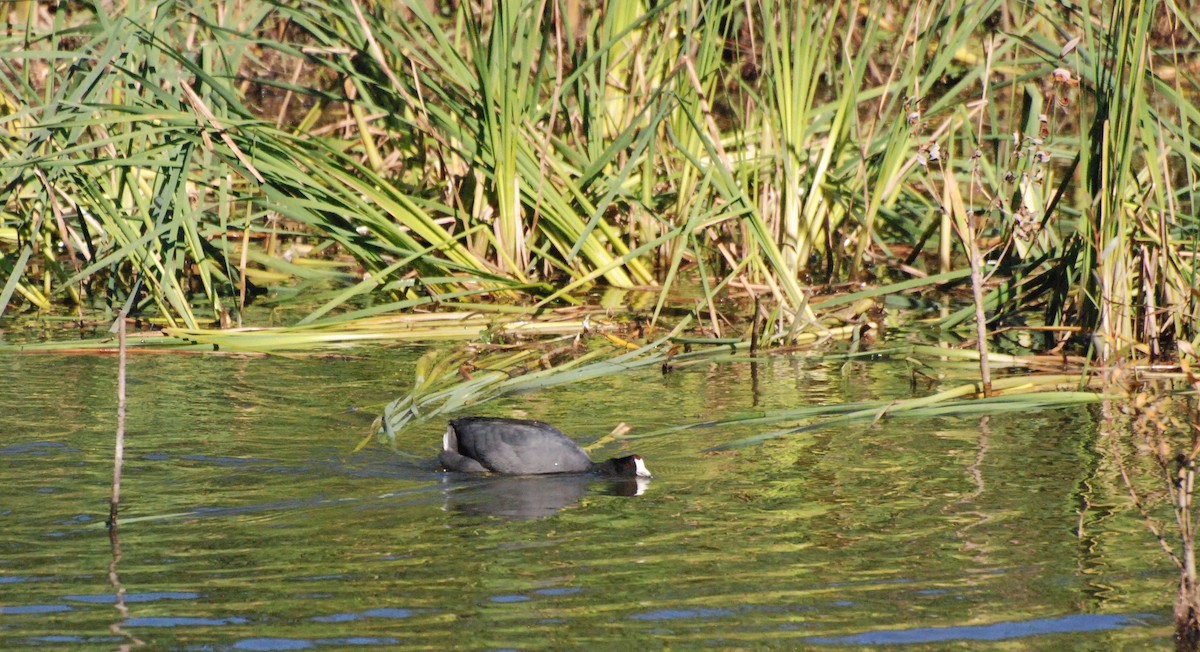 American Coot - ML620646646