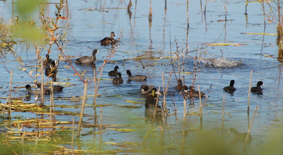 American Coot - ML620646647