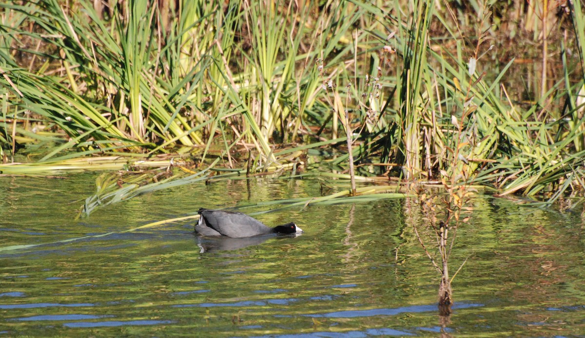 American Coot - Max Thayer