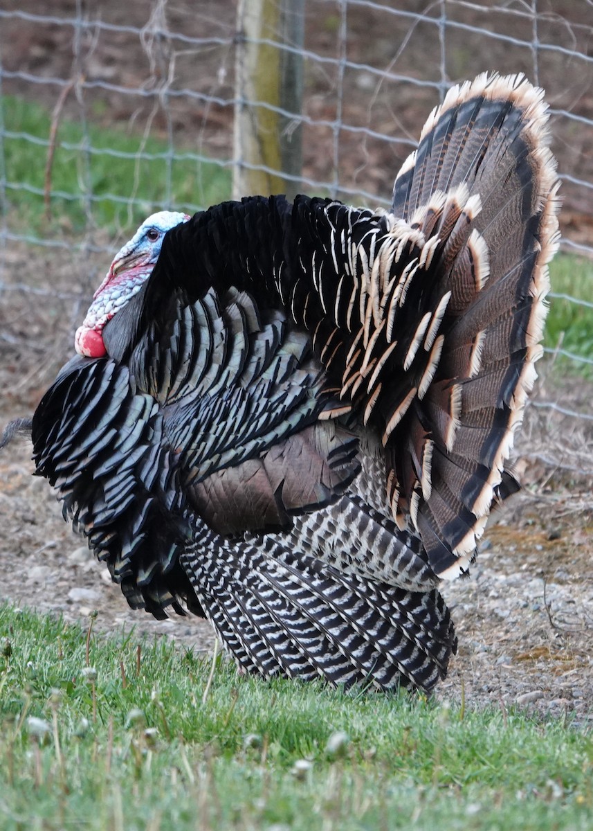 Wild Turkey - ML620646650