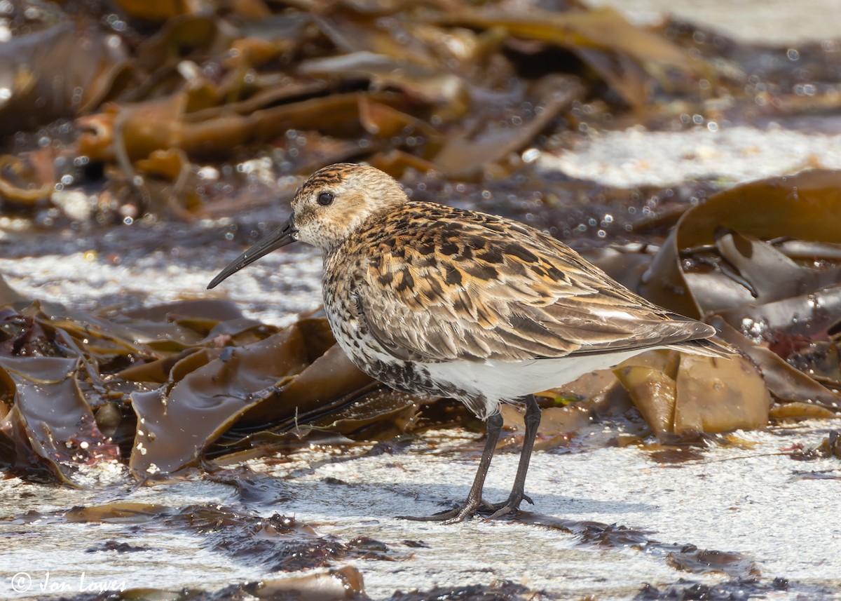 Dunlin - ML620646651