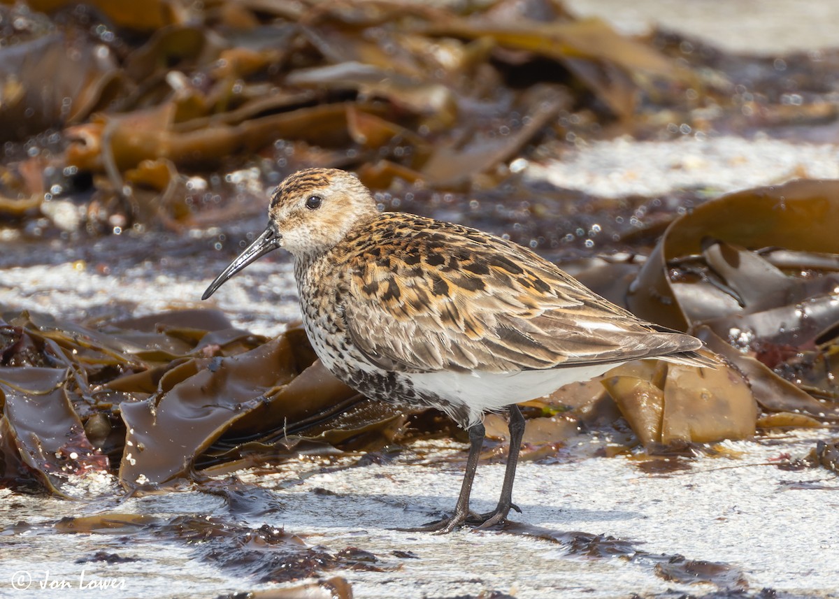 Dunlin - ML620646652